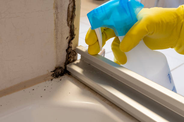 Best Certified Mold Removal  in Long Beach, NY